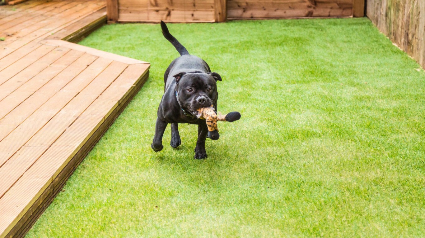 Pet-friendly artificial grass with drainage for dogs in Trenton, NJ